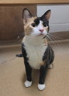 adoptable Cat in Saint Peters, MO named CHANEL