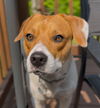 adoptable Dog in  named MOLLY