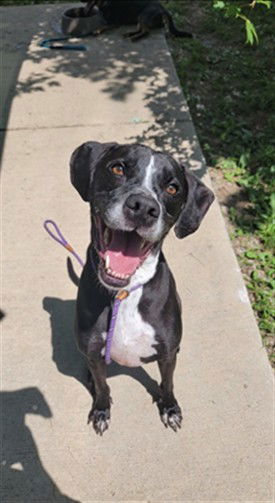 adoptable Dog in Saint Peters, MO named CASTIEL