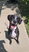 adoptable Dog in Saint Peters, MO named CASTIEL