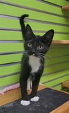 adoptable Cat in Saint Peters, MO named HUGO