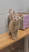 adoptable Cat in Saint Peters, MO named RALPH