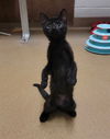 adoptable Cat in Saint Peters, MO named MARIGOLD