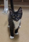 adoptable Cat in Saint Peters, MO named DAFFODIL