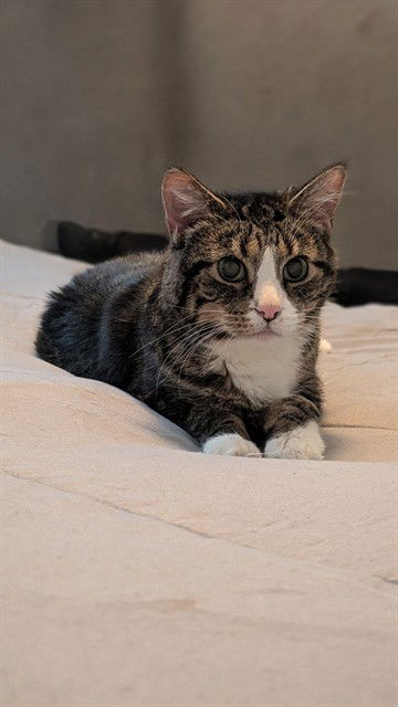 adoptable Cat in Saint Peters, MO named ARLO