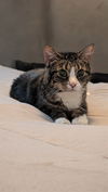 adoptable Cat in saint peters, MO named ARLO