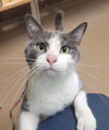 adoptable Cat in Saint Peters, MO named CAT-ILLAC