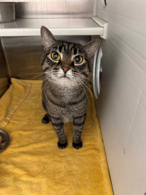 adoptable Cat in Saint Peters, MO named MS KITTY