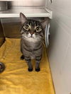 adoptable Cat in Saint Peters, MO named MS KITTY