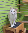 adoptable Cat in saint peters, MO named ANNIE