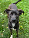 adoptable Dog in Saint Peters, MO named GUMBO