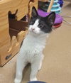 adoptable Cat in Saint Peters, MO named ORIK