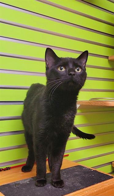 adoptable Cat in Saint Peters, MO named NALA