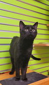 adoptable Cat in Saint Peters, MO named NALA