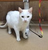 adoptable Cat in Saint Peters, MO named NALA