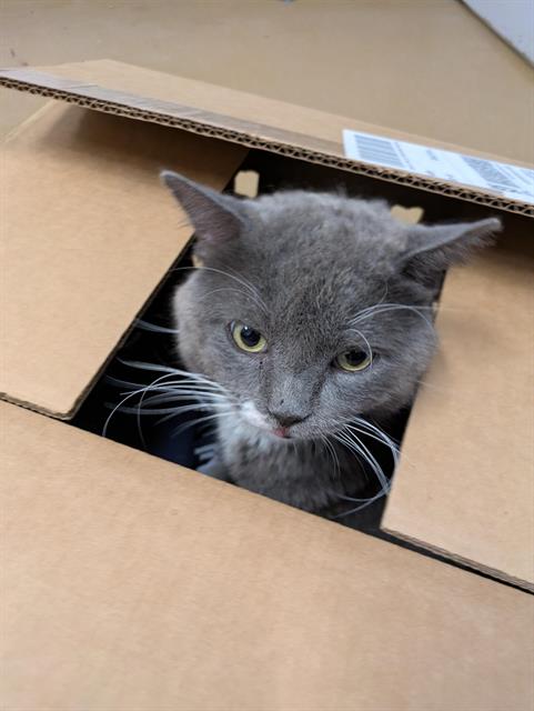 adoptable Cat in Saint Peters, MO named A514469