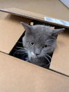 adoptable Cat in saint peters, MO named A514469
