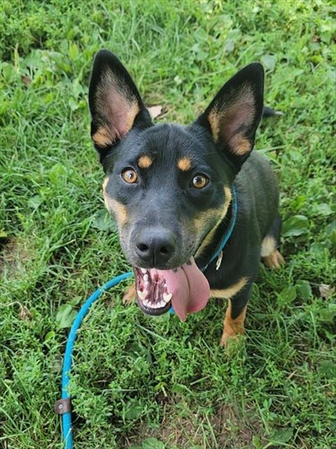 adoptable Dog in Saint Peters, MO named SOPHIE