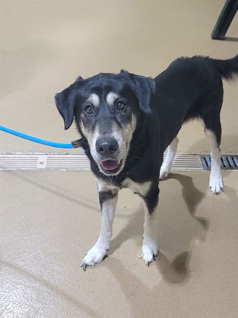 adoptable Dog in Saint Peters, MO named DEXTER