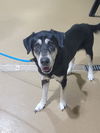 adoptable Dog in  named DEXTER