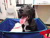 adoptable Dog in Saint Peters, MO named SARGE
