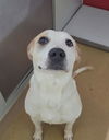 adoptable Dog in saint peters, MO named ANAKA