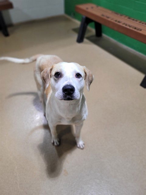 adoptable Dog in Saint Peters, MO named ANAKA