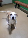 adoptable Dog in Saint Peters, MO named ANAKA