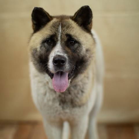 adoptable Dog in Saint Peters, MO named BISCOTTI