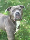 adoptable Dog in  named RAJAH