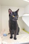 adoptable Cat in Saint Peters, MO named VIENNA