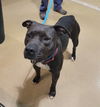 adoptable Dog in Saint Peters, MO named LAYA