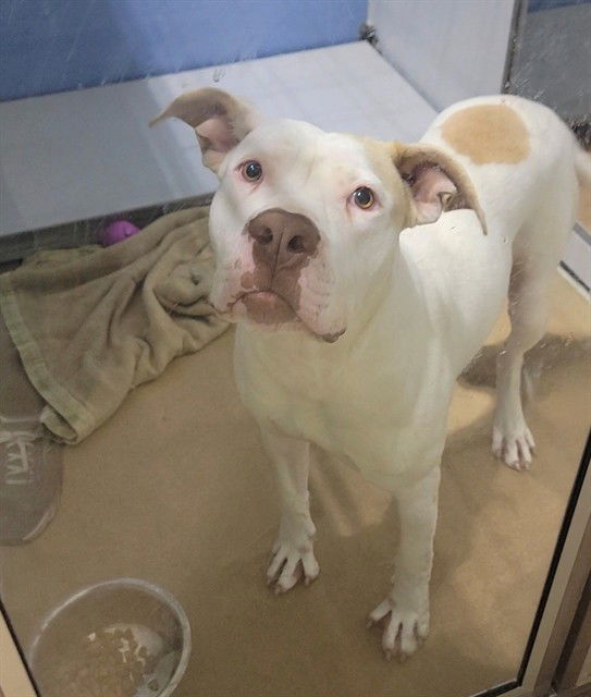 adoptable Dog in Saint Peters, MO named ZULI
