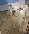 adoptable Dog in Saint Peters, MO named ZULI