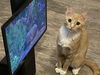 adoptable Cat in Saint Peters, MO named PICKLE
