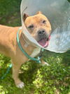 adoptable Dog in Saint Peters, MO named ROCKO