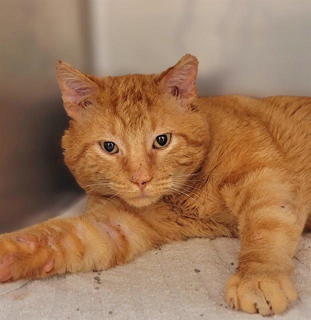 adoptable Cat in Saint Peters, MO named OAK