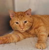 adoptable Cat in Saint Peters, MO named OAK