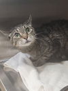 adoptable Cat in Saint Peters, MO named TIGER
