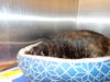 adoptable Cat in Saint Peters, MO named STELLA
