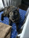 adoptable Cat in Saint Peters, MO named RUBY