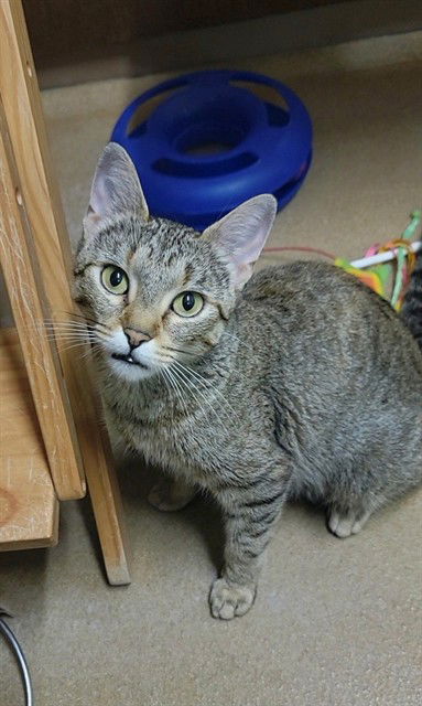 adoptable Cat in Saint Peters, MO named DIVA