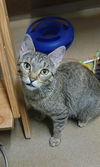 adoptable Cat in Saint Peters, MO named DIVA