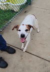 adoptable Dog in  named TAY TAY