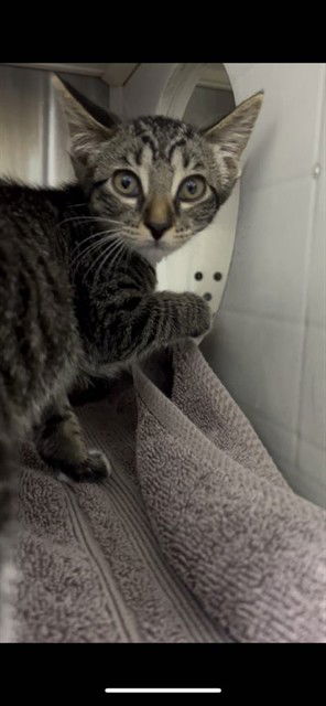 adoptable Cat in Saint Peters, MO named ELVIS