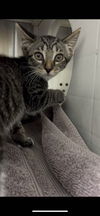 adoptable Cat in Saint Peters, MO named ELVIS