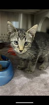 adoptable Cat in Saint Peters, MO named PRISCILLA
