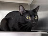 adoptable Cat in Saint Peters, MO named RICK