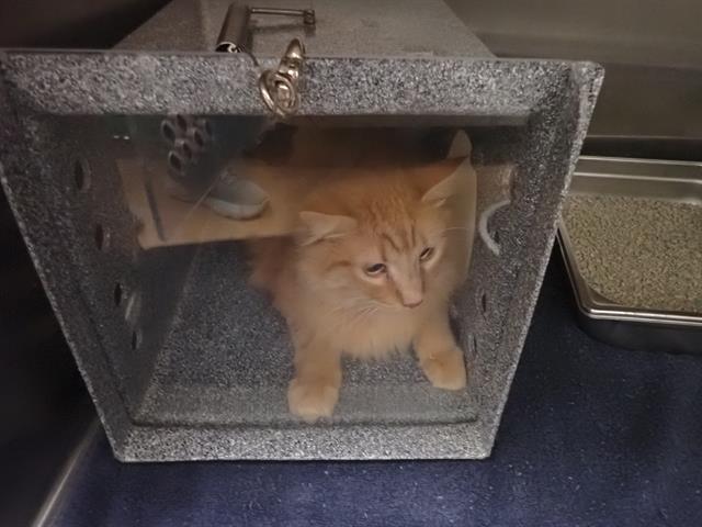 adoptable Cat in Saint Peters, MO named SHIFOO