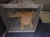 adoptable Cat in  named SHIFOO